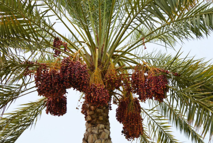 طالبان:  په هلمند کې پر ۳۰۰ جریبه ځمکه د خرما بڼونه جوړ شوي دي