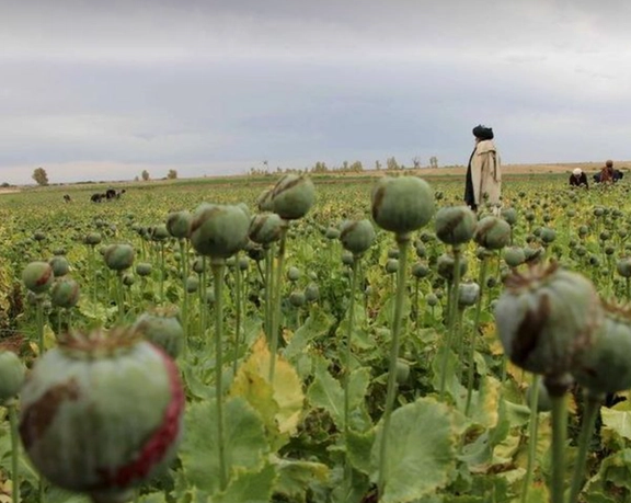50-Fold Rise in Afghan Drug Production, Trafficking in 20 Years, Says Iranian Official