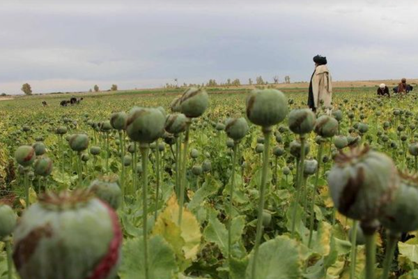 50-Fold Rise in Afghan Drug Production, Trafficking in 20 Years, Says Iranian Official