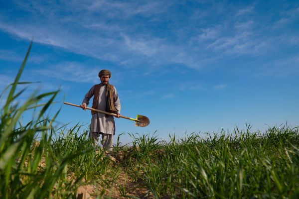 ملګرو ملتونو او برېتانیا په افغانستان کې د ۱۰ مېلیون پونډو په ارزښت د کرنې پروګرام پیل کړ