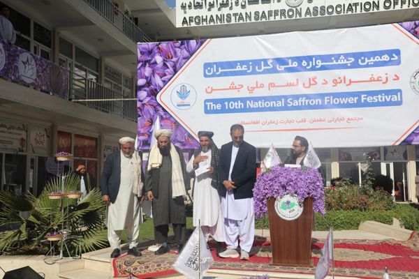 هرات کې د زعفران ګل لسمه مېله؛ طالبان وايي سږکال ۴۱ ټنه زعفران تولید شوي