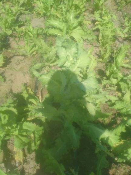 د هلمند په موسی کلا ولسوالۍ کۍ د تریاکو کرکیله