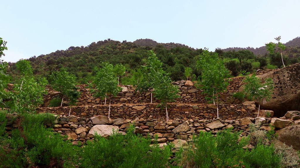 سازمان ملل: تخریب جنگل‌ها در افغانستان همچنان یک چالش جدی است