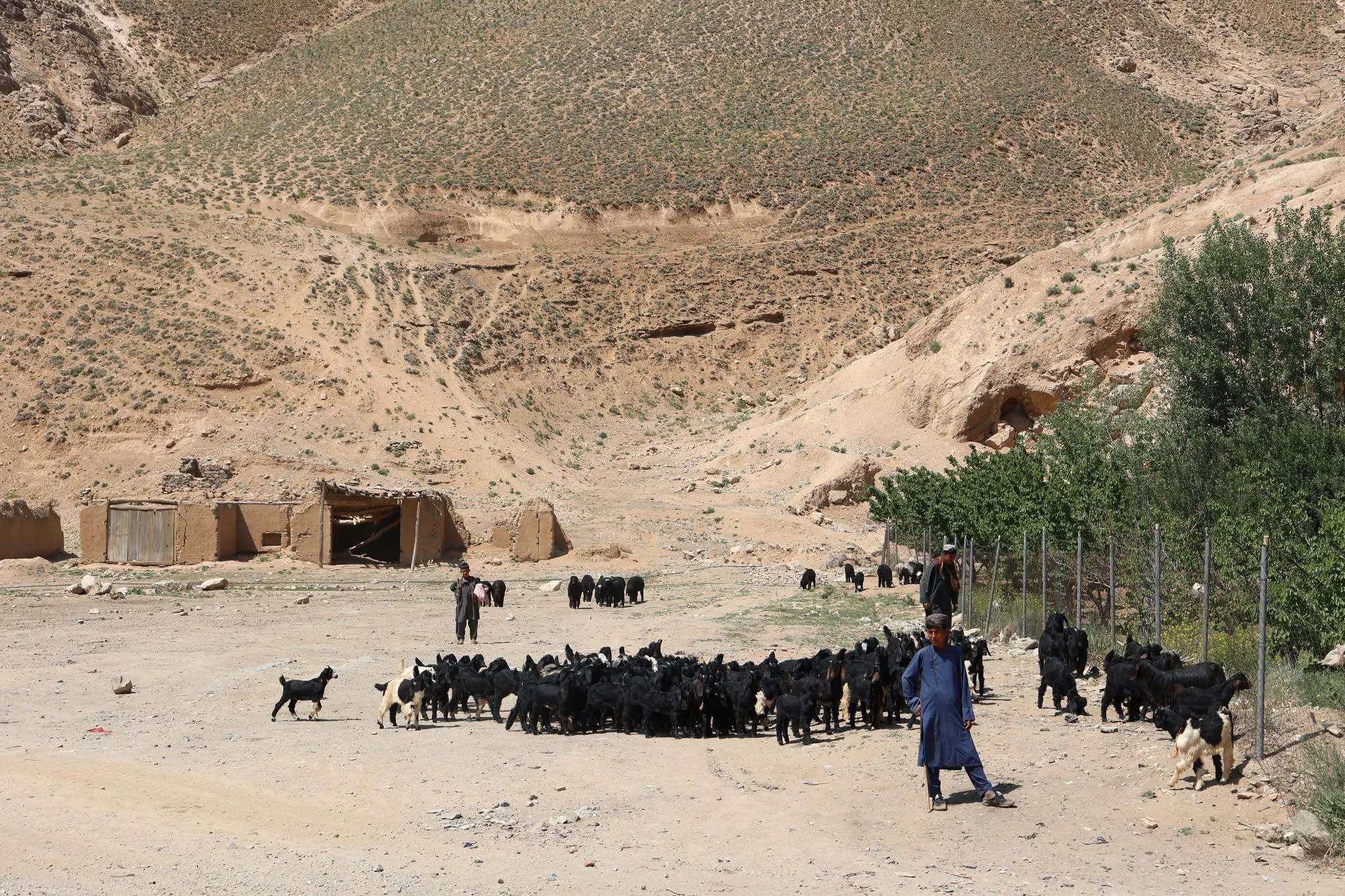 ملل متحد نسبت به پیامدهای خشکسالی و گسترش بیابان‌زایی در افغانستان هشدار داد