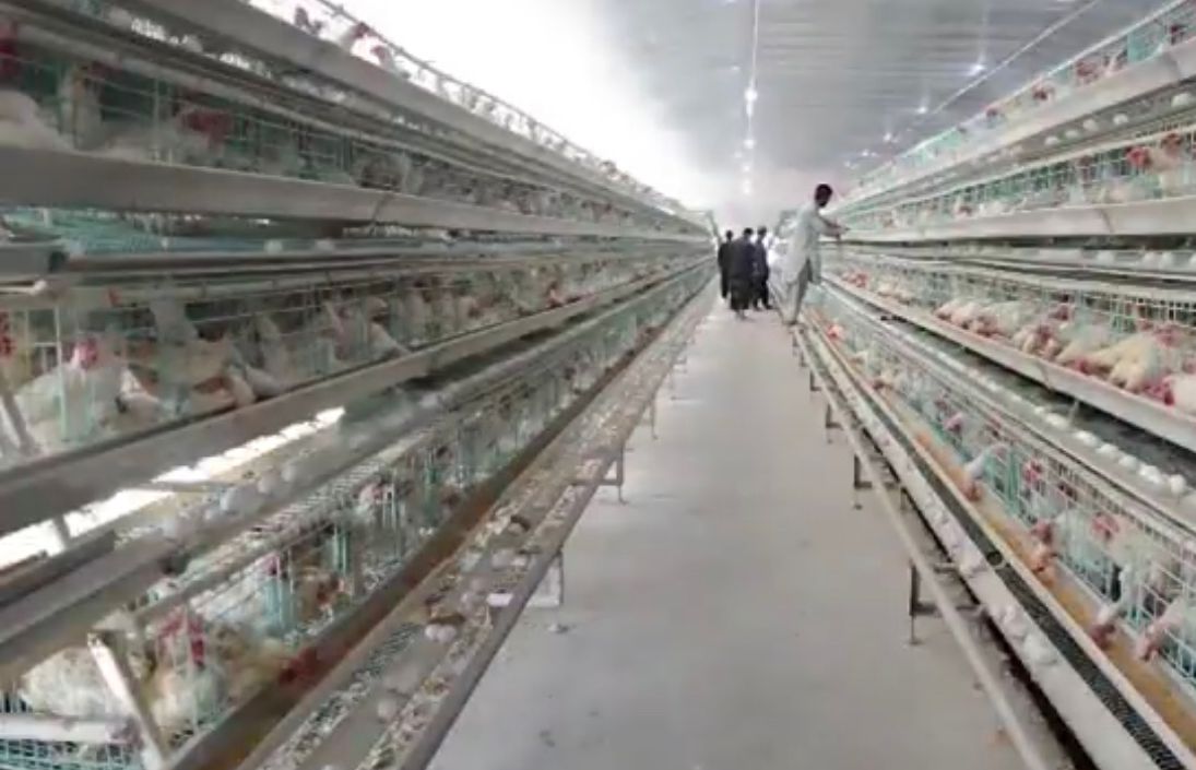 په کندهار کې د ۱۵۰ میلیونه ډالرو په ارزښت د چرګانو یو تولیدي شرکت فعاله شوی