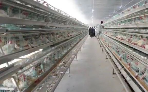 په کندهار کې د ۱۵۰ میلیونه ډالرو په ارزښت د چرګانو یو تولیدي شرکت فعاله شوی