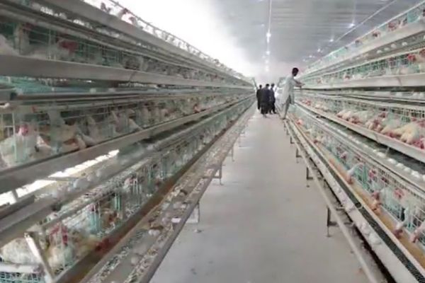 په کندهار کې د ۱۵۰ میلیونه ډالرو په ارزښت د چرګانو یو تولیدي شرکت فعاله شوی