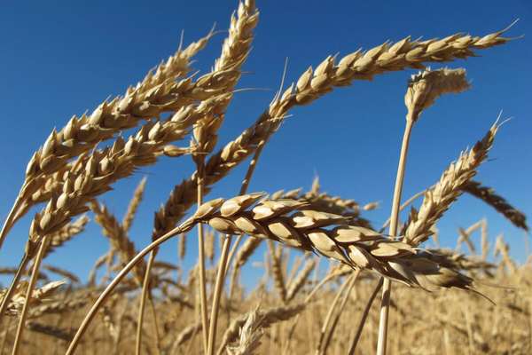 Kazakhstan Reports Sharp Rise In Grain Exports To Afghanistan