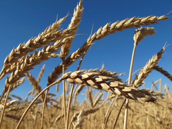 صادرات غلات قزاقستان به افغانستان دو برابر شده است