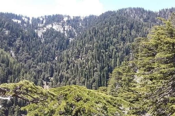 د ځنګلونو د ساتنې پروژې بشپړېدل؛ طالبان وايي ډېر ژر به یې عملي چارې پیل شي