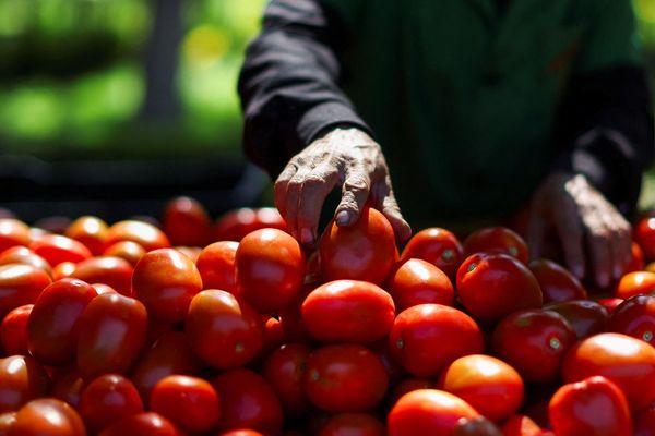 کاهش صادرات افغانستان؛ نرخ بادنجان رومی در کراچی بیشتر از گوشت مرغ شد