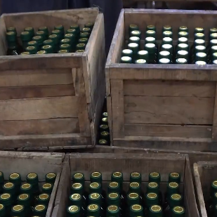 په ننګرهار کې سږ کال د زیتونو تېلو تولید ۴۰ سلنه ډېر شوی دی