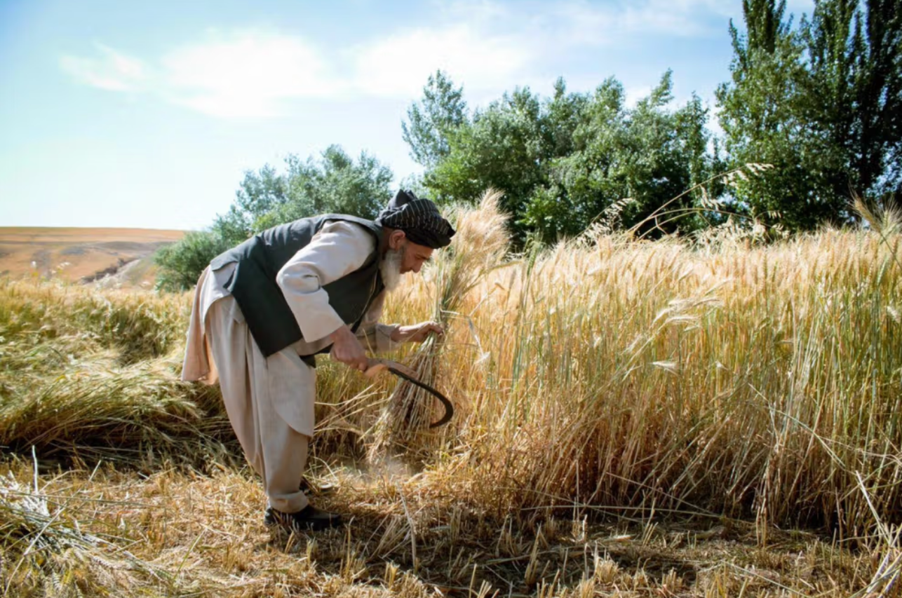Drought Disrupting Agriculture & Livestock Across Half Of Afghanistan, Says UN