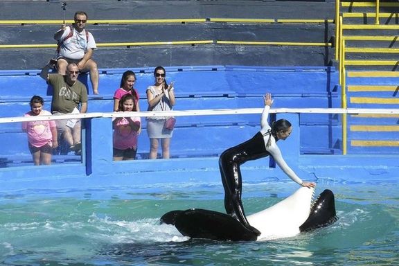 فعالان حامی حیوانات سالها برای آزادی لولیتا لابی کردهاند