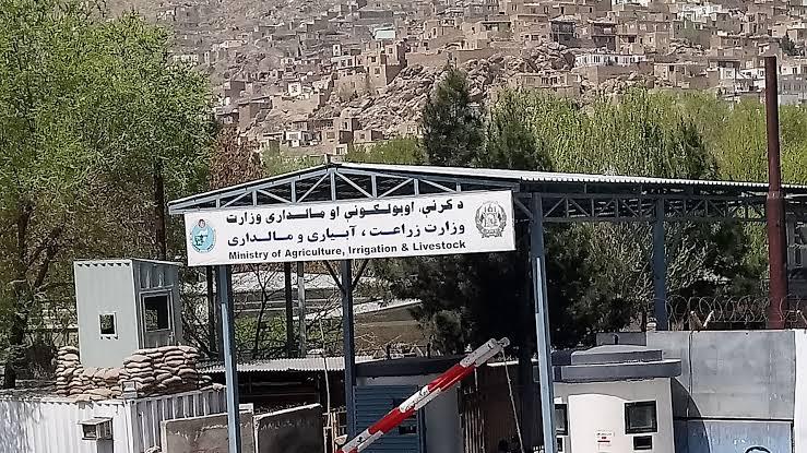 د کرنې وزارت: د بزګرانو او مالدارانو د ملاتړ لپاره یو شمېر پروګرامونه عملي شوي