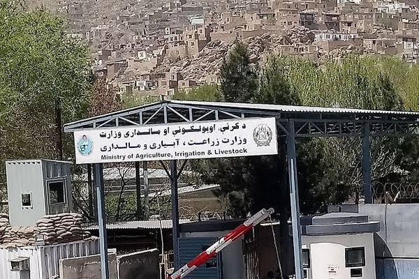 د کرنې وزارت: د بزګرانو او مالدارانو د ملاتړ لپاره یو شمېر پروګرامونه عملي شوي