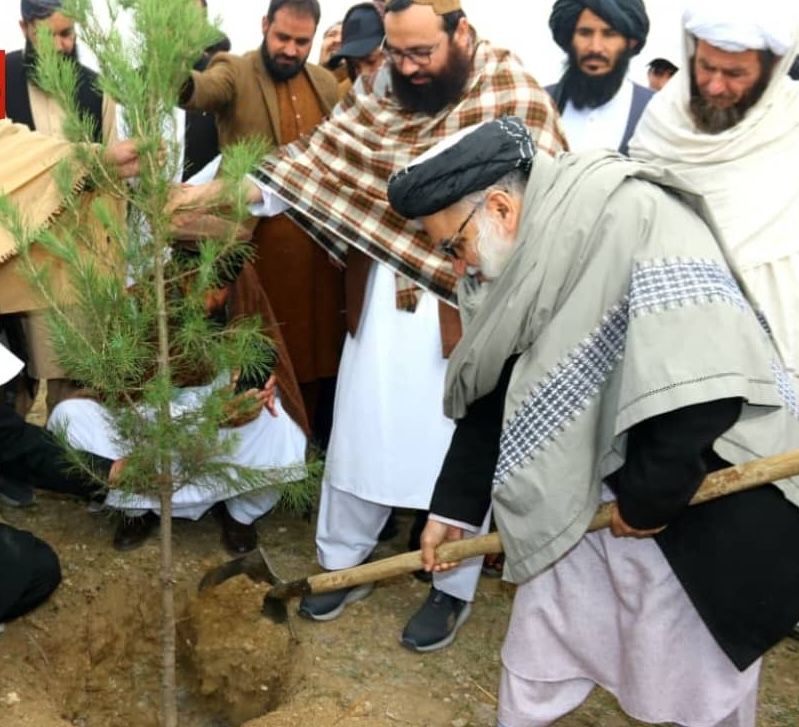 طالبان: سږ کال به په ټول هېواد کې ۱۰ مېلیونه نیالګي کېنول شي