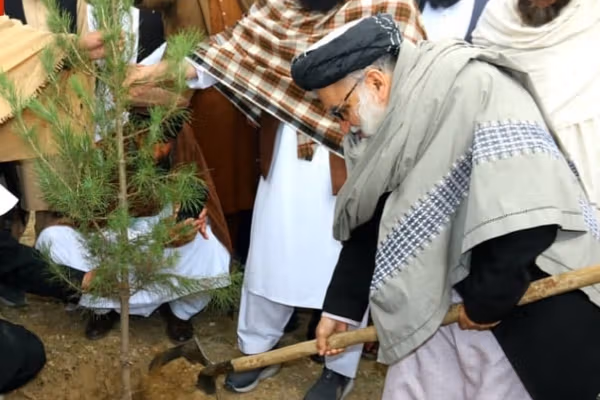 طالبان: سږ کال به په ټول هېواد کې ۱۰ مېلیونه نیالګي کېنول شي