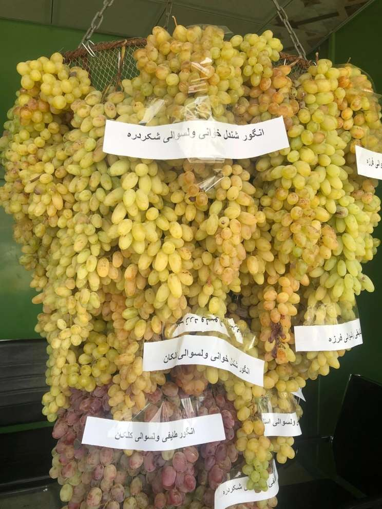 مزارعون أفغان: توقف التجارة مع باكستان خفّض أسعار العنب بأكثر من 70 في المئة