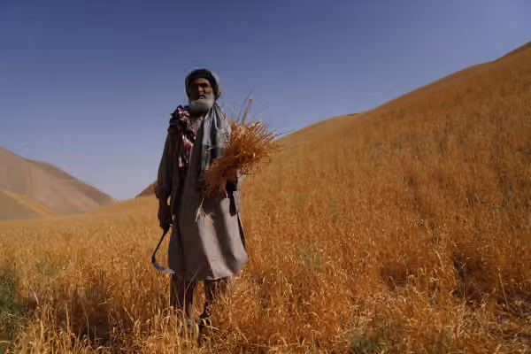 کمآبی و گرمای شدید، کشاورزی و امنیت غذایی افغانستان را تهدید میکند