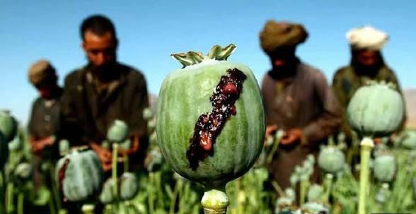 طالبان وایي د نشه‌يي توکو د کروندو له‌منځه وړلو لپاره یې تر ۲۵زره ډېر عملیات ترسره کړي