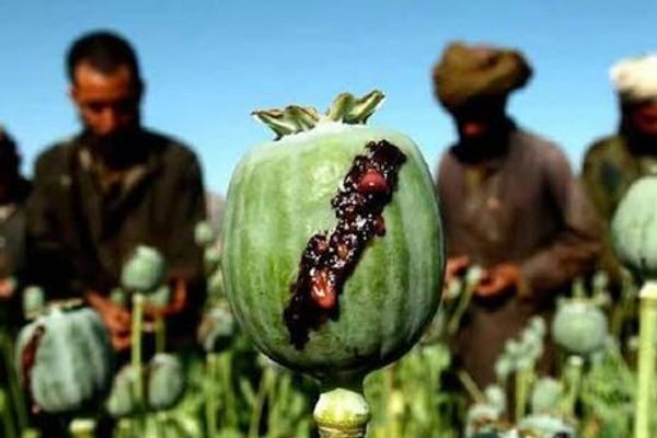 طالبان وایي د نشهيي توکو د کروندو لهمنځه وړلو لپاره یې تر ۲۵زره ډېر عملیات ترسره کړي