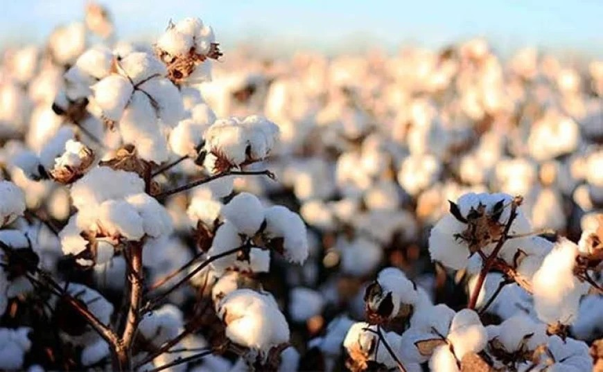 کندهار کې د پنبې په حاصلاتو کې زیاتوالی راغلی
