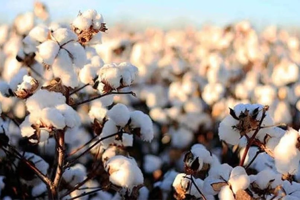 کندهار کې د پنبې په حاصلاتو کې زیاتوالی راغلی