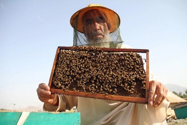 هلمند کې د شاتو مچیو چټکه وده؛ سږکال ۳۵ ټنه شات تولید شوي