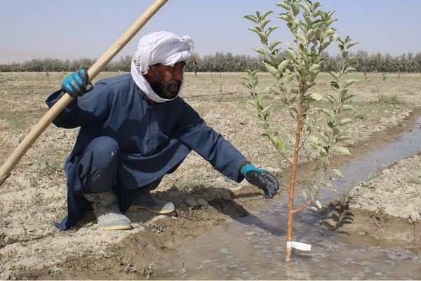 ملګري ملتونه: د پکتیا او پکتیکا تر زرو ډېرو کورنیو ته کرنیز او سوداګریز فرصتونه برابر شوي