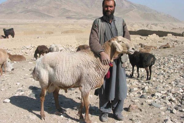 د روغتیا نړیوال سازمان د قربانۍ څارویو کې د «کانګو تبې» د ګواښ خبرداری ورکړ