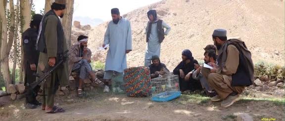 طالبان در میدان وردک هفت نفر را به اتهام شکار پرندگان بازداشت کرد