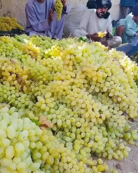 سږکال په هرات کې تر ۱۹۱زره ټنه ډېر انګور راټول شوي