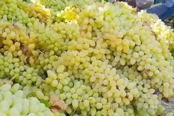 سږکال په هرات کې تر ۱۹۱زره ټنه ډېر انګور راټول شوي