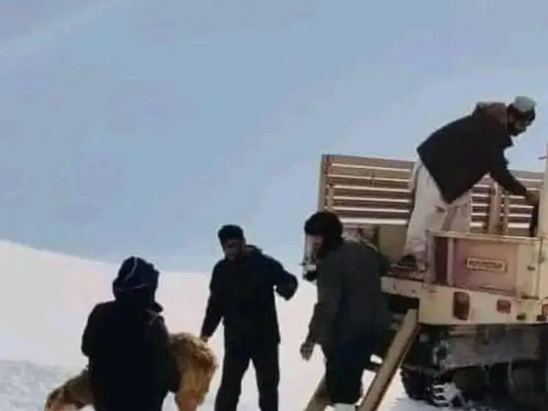 سازمان ملل: بیش از ۲۸۰ هزار حیوان به دلیل سرمای زمستان در افغانستان تلف شده‌اند