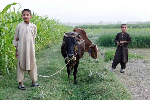ملګري ملتونه: افغانستان کې کروندې او څاروي د وچکالۍ له ګواښ سره مخ دي
