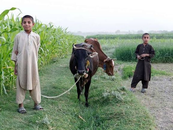 ملګري ملتونه: افغانستان کې کروندې او څاروي د وچکالۍ له ګواښ سره مخ دي