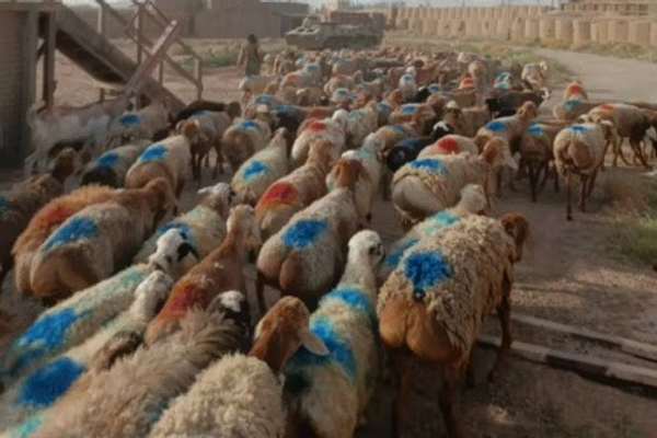 جلوگیری از قاچاق ۲۴۰۰ رأس گوسفند از افغانستان به پاکستان