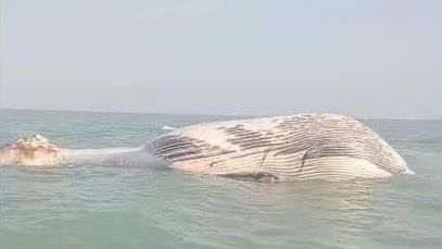 نهنگ مردهای با وزن ۲۰۰ تُن نزدیک سواحل ایران پیدا شد