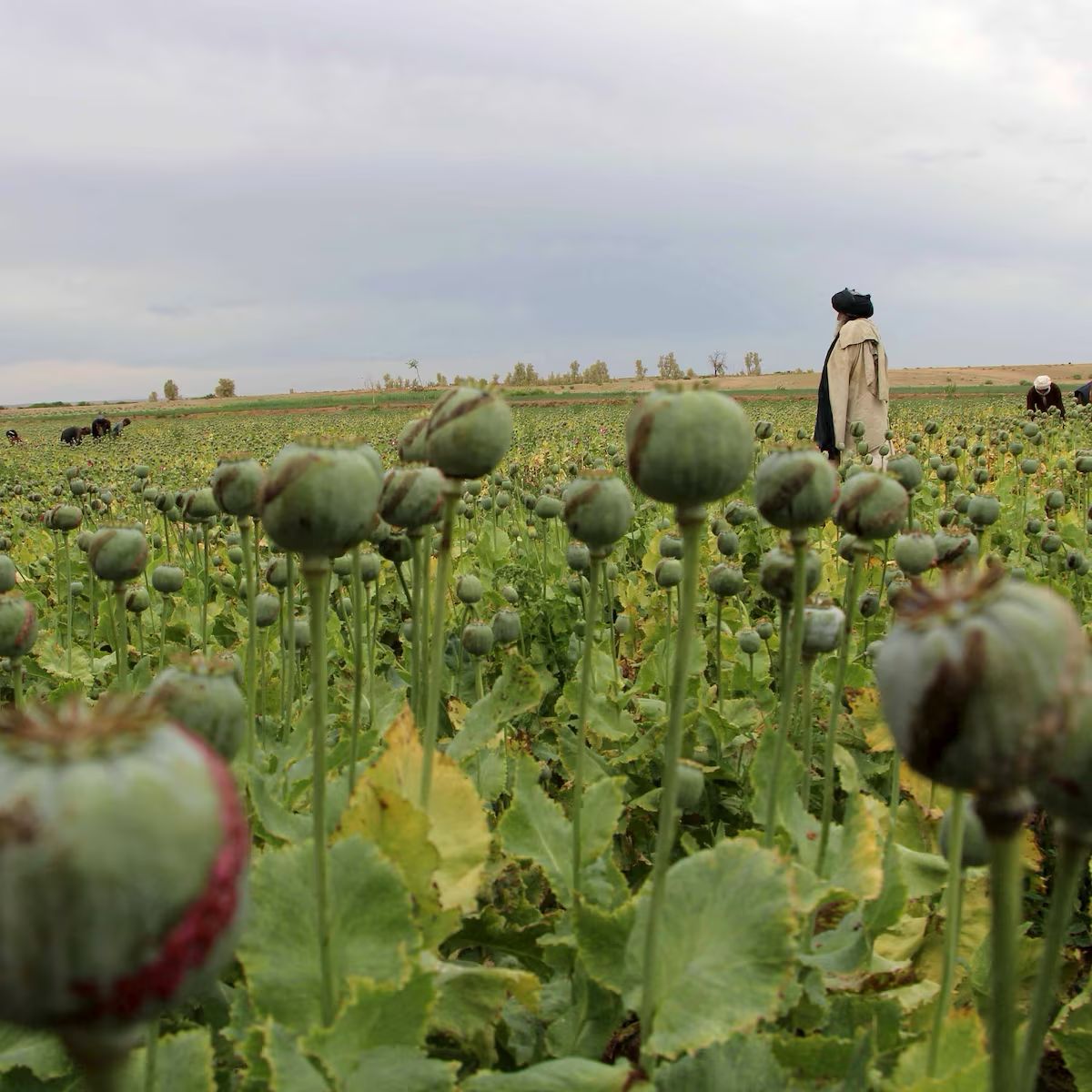 سږ کال په افغانستان کې ۴۳۳ ټنه اپین تولید شوي