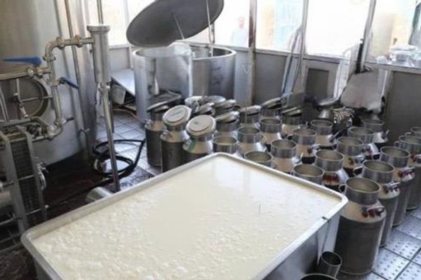 طالبان وایي هرات کې په ورځني ډول ۸۰ ټنه شیدې تولید او بازار ته وړاندې کېږي