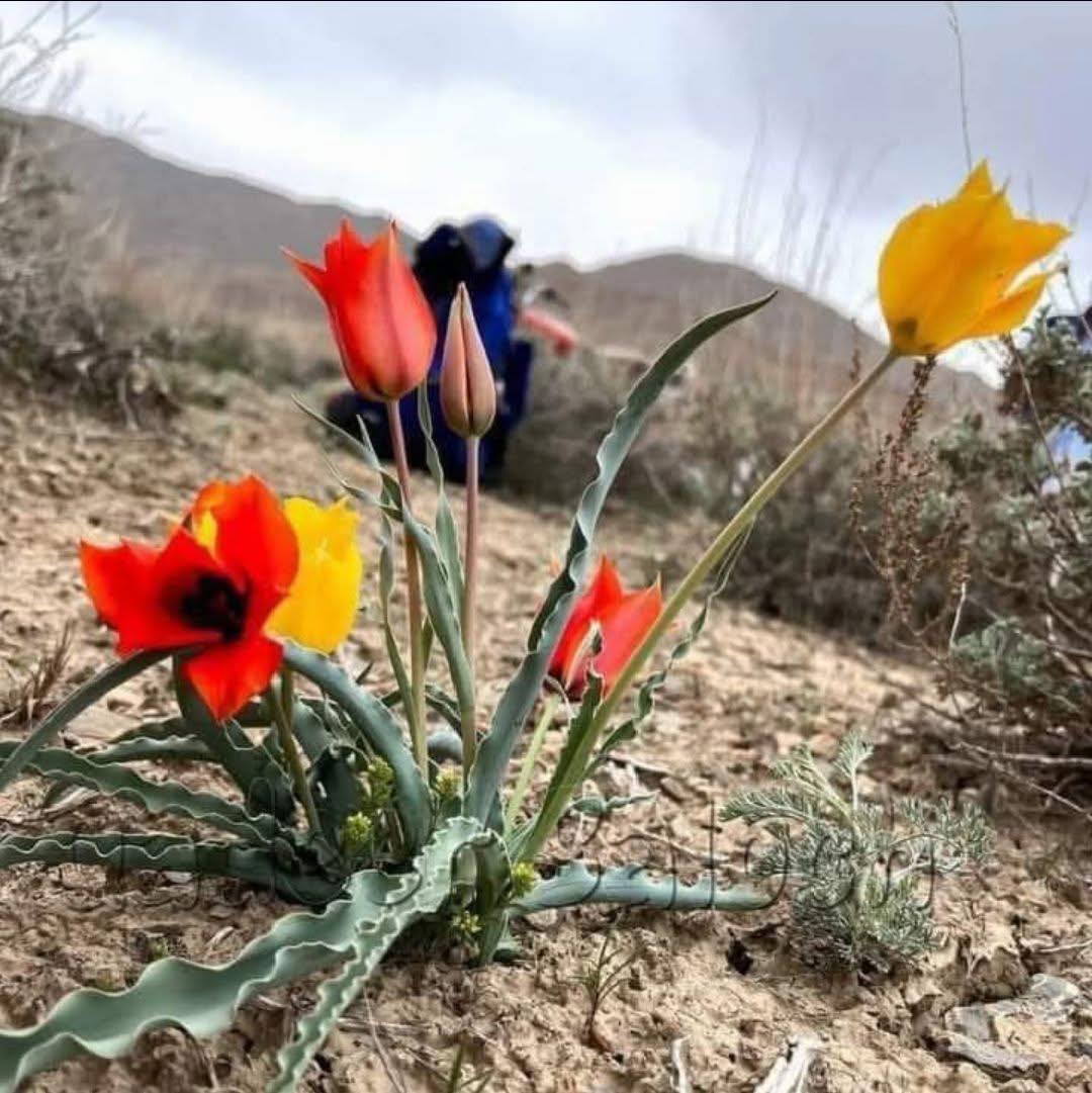 طالبان وایي، پکتیکا کې یې په لویه کچه د غاټول ګل د طبعي بوټو د قاچاق مخه نیولی