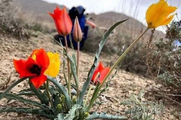 طالبان وایي، پکتیکا کې یې په لویه کچه د غاټول ګل د طبعي بوټو د قاچاق مخه نیولی