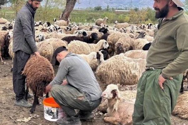 ترکیې ۲۰زره افغانانو ته د مالدارۍ په برخه کې کاري ویزې صادرې کړې دي