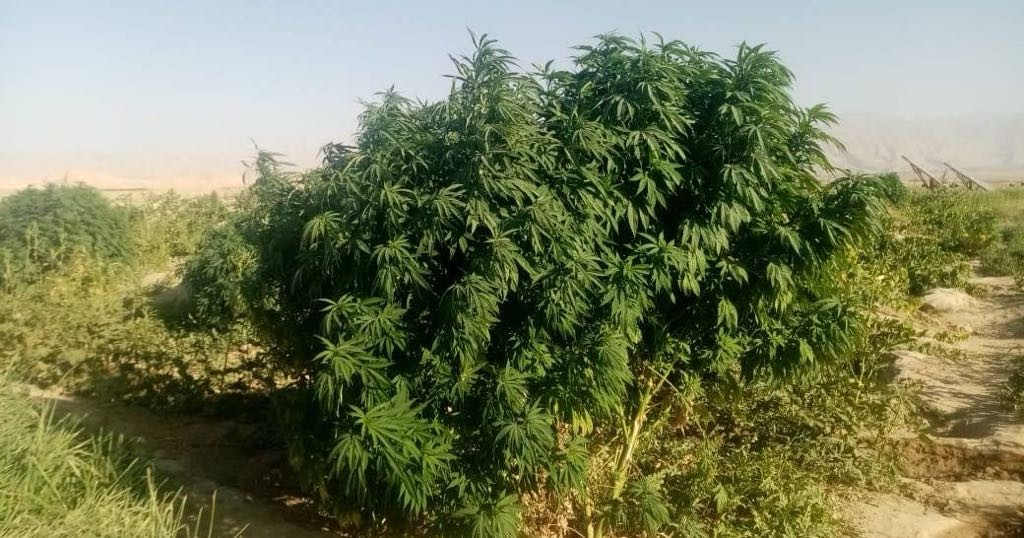 تحقيق ميداني يكشف تورط كبار قادة طالبان في استبدال زراعة الأفيون بإنتاج الشبو