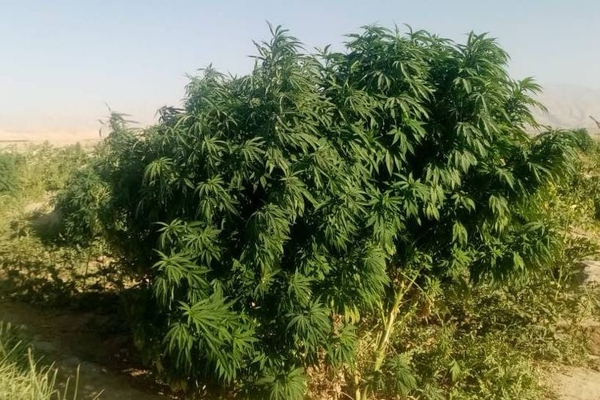 تحقيق ميداني يكشف تورط كبار قادة طالبان في استبدال زراعة الأفيون بإنتاج الشبو