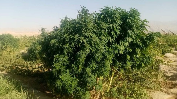 تحقيق ميداني يكشف تورط كبار قادة طالبان في استبدال زراعة الأفيون بإنتاج الشبو