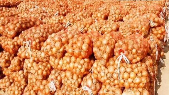 په فراه کې سږکال تر ۷۲ زره ټنو ډېر د پیازو حاصلات راټول شوي دي