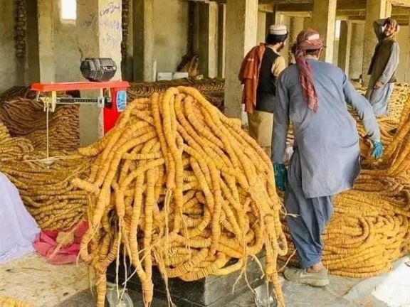 د کندهار د سوداکرۍ او پانګونې خونه: د تېر کال پرتله سږکال د انځرو حاصلات لس سلنه ډېر ول