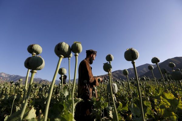 یک شهروند از بدخشان: مبارزه طالبان با کوکنار در بدخشان نمایشی است